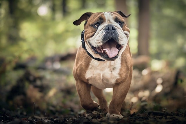 De voordelen en gebruik van glucosamine bij dieren: een diepgaande analyse